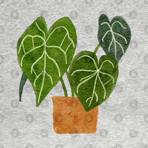 Anthurium Clarinervium Plant by gronly